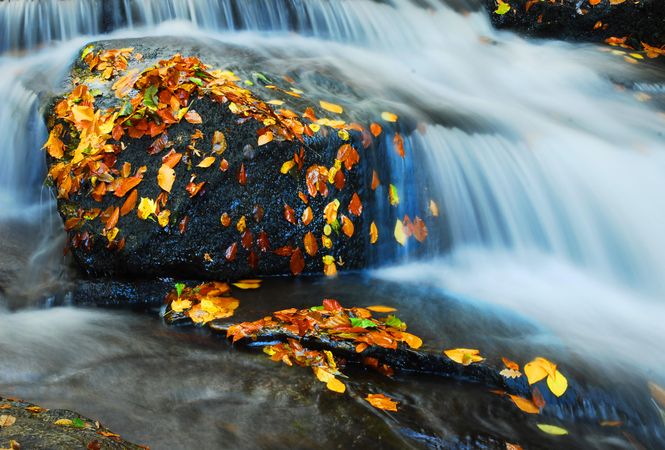 Orange leaves on rock on waterfall