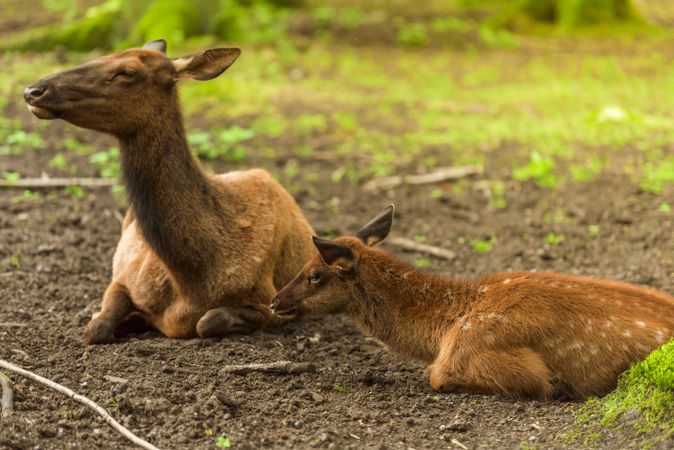 Baby deer and its mother