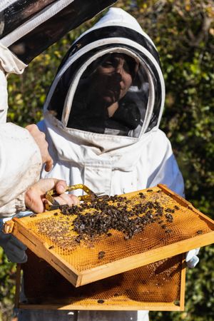 Beekeepers working in apiary in summer