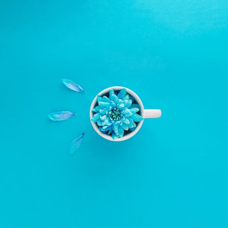 Top view of blue flower in mug