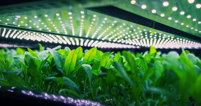 Spinach Mass Production in Controlled Environment at a Modern Vertical Farm. Automated Facility with Air Temperature, Light, Water, and Humidity Levels Regulated for Optimal Growth