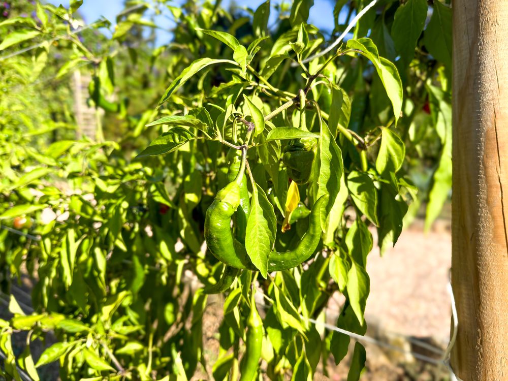 Green and Red chili pepper plant