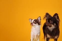 Two long-haired Chihuahuas are standing in front of a yellow background, looking to the side