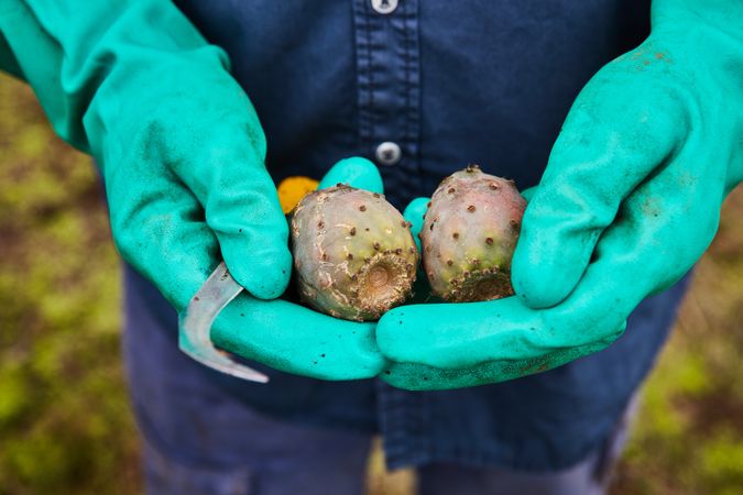 Man showing sweet pear cactus