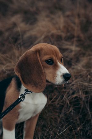 Tricolored Beagle dog on field