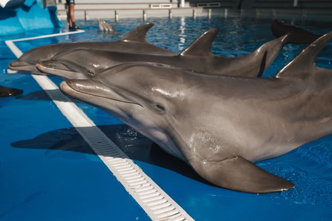 Grey dolphins lying on poolside