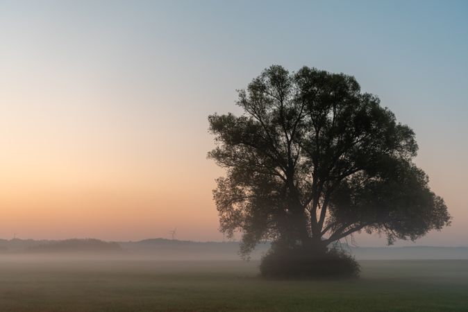 Beautiful morning scenery with a single tree in silhouette and misty fields