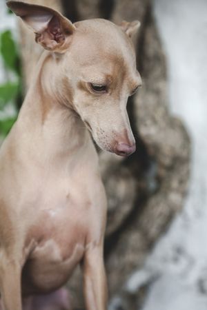 Trained dog sitting on barrel by concrete wall