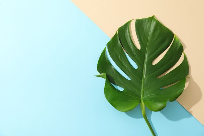 Green monstera on two tone background, space for text