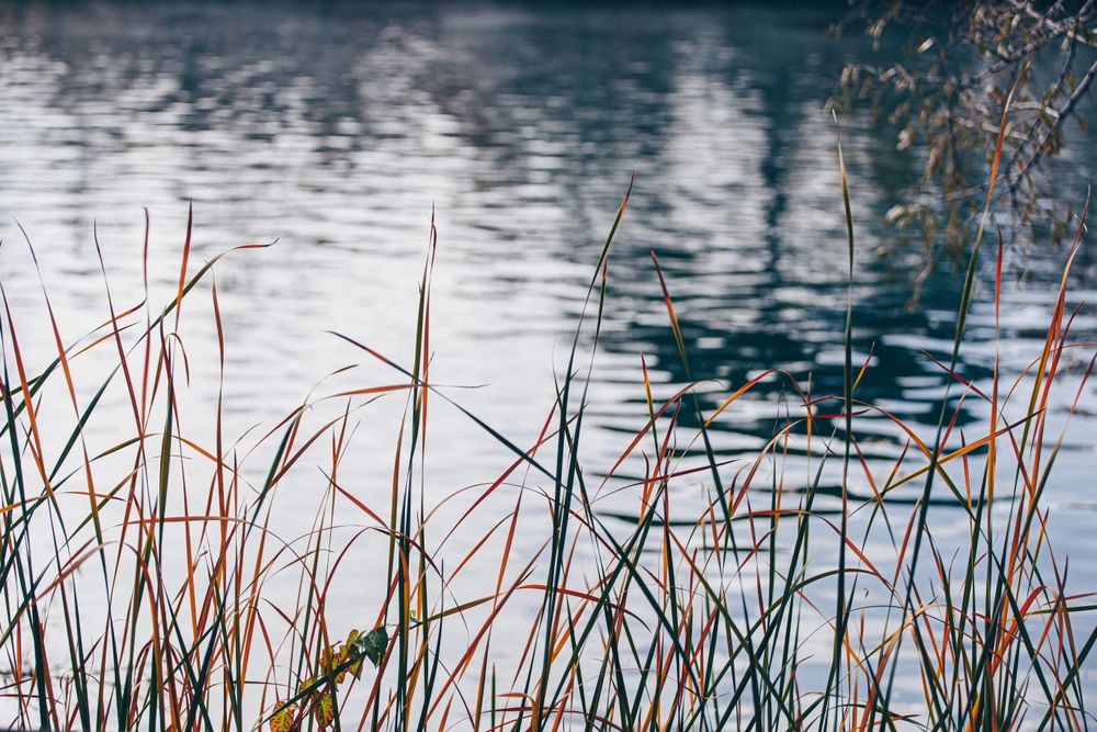 Orange plants around of calm pond water in autumn park
