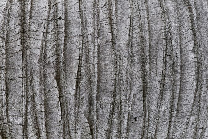 Grey wooden texture like elephant skin