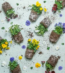 Summer flowers pattern with roots and earth. Various colorful blooming pansies at pale blue background.  Gardening concept with plants Garden work. Top view.