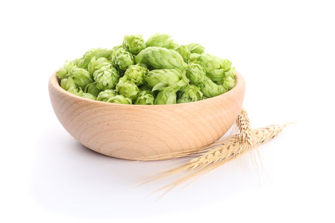Spikelets and wooden bowl with hop isolated on blank background