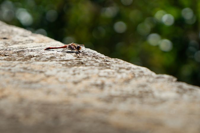 Dragonfly on cement wall