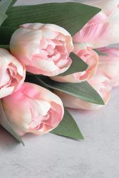 Tulips Spring Flowers Closeup