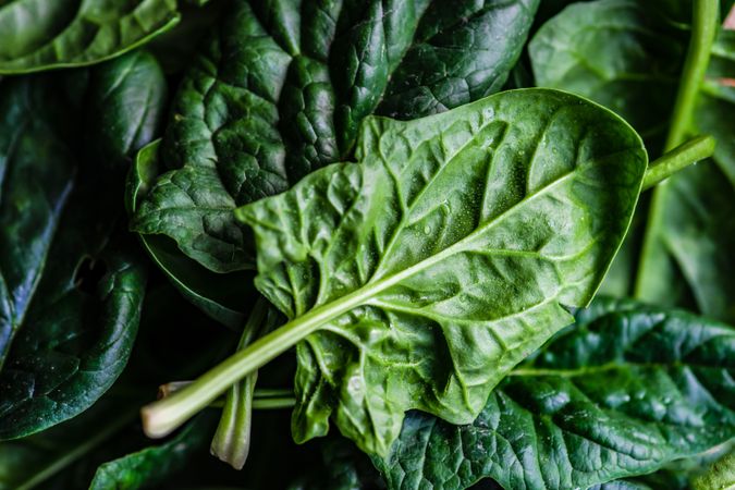 Close up of fresh spinach leaves