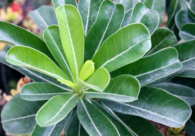 Green plant in garden in macro style.