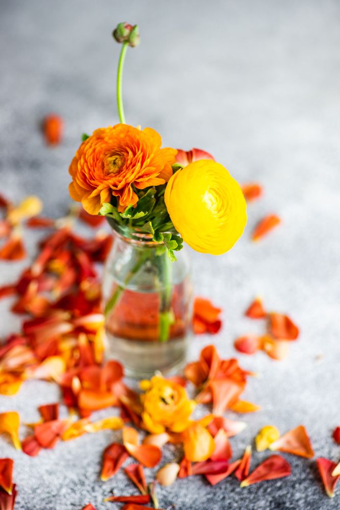 Summer floral card concept with pot of bright buttercup flowers