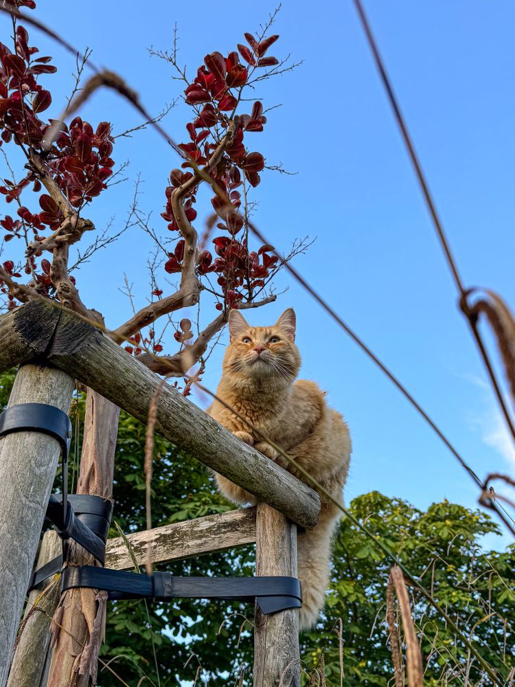 Tabby Cat of La Garenne, ile de Ré, France