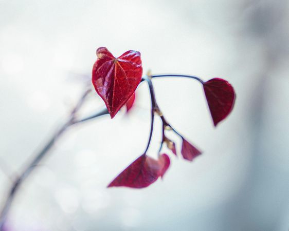 Close up shot of red leaves on a branch