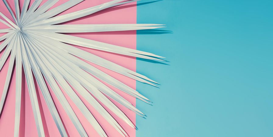 Tropical  leaf on pastel pink and blue background