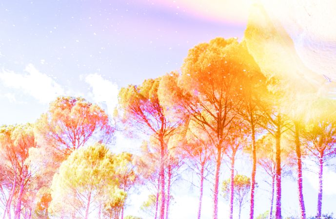 Art effect of golden trees under colorful sky