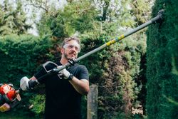 Man pruning arizonica hedge