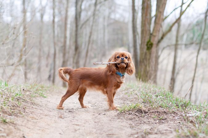 Cavalier spaniel in forest with stick