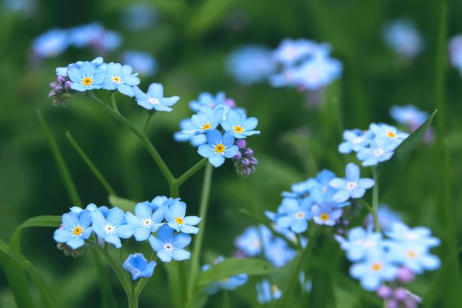 Bright blue flowers close up are on green grass