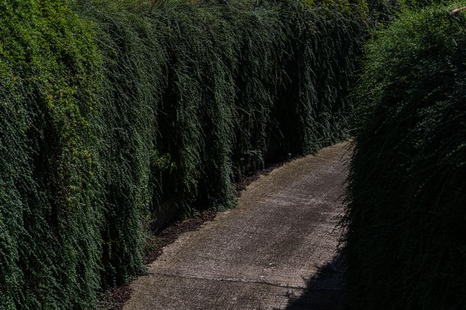 Sunny day time road with thuja trees