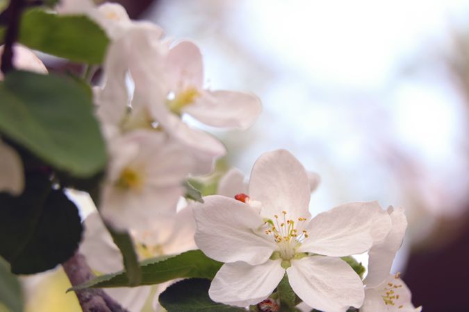 Flowers of cherry or apple blossom