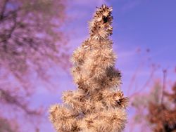 Park Plant in the Fall