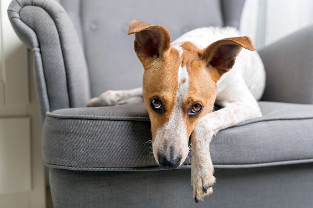 Dog relaxing on grey seat