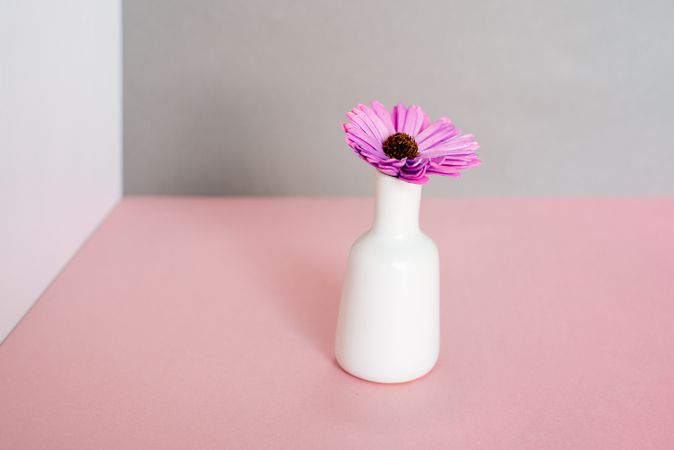 Violet daisy flowers in a multicolor background