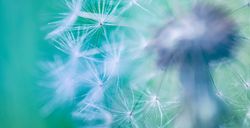 Macro shot of dandelion seeds