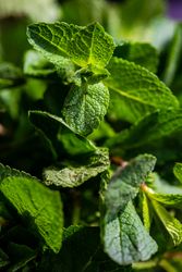 Close up of fresh mint
