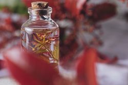 Bottle with fresh plant in liquid between foliage