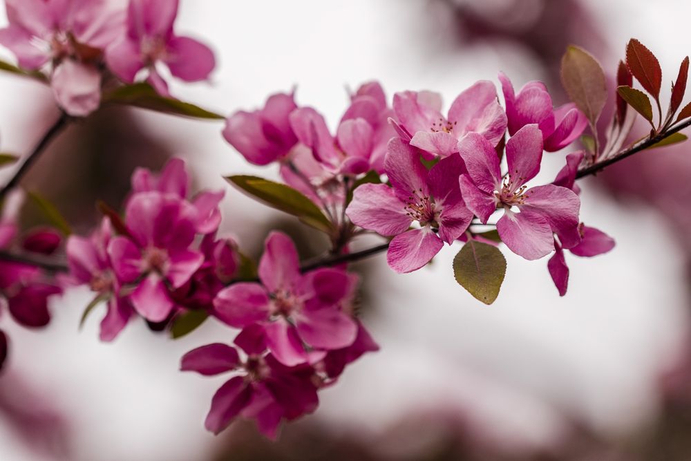 Branch of small delicate sakura blossoms