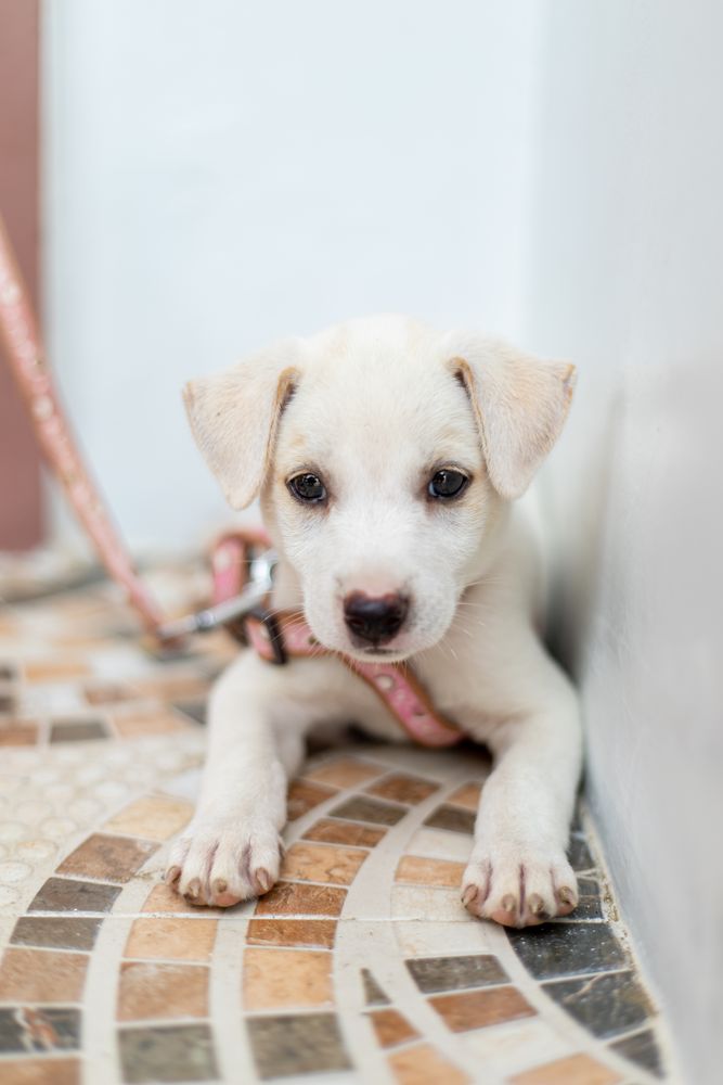Light puppy on a leash lying on floor