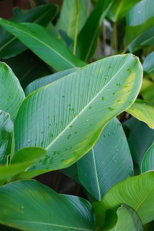 Rainy leaf