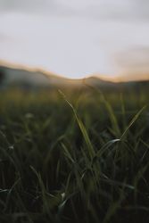 Green fresh plant on field