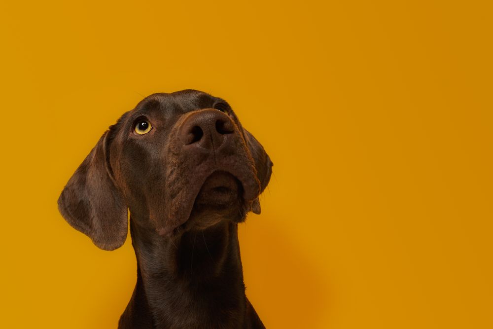 Calm attentive brown Vizsla dog