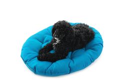 Dog lying on a large blue cushion