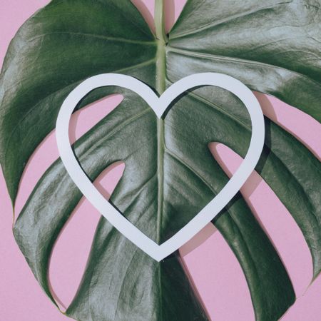 Monstera leaf on pastel purple background with heart shape