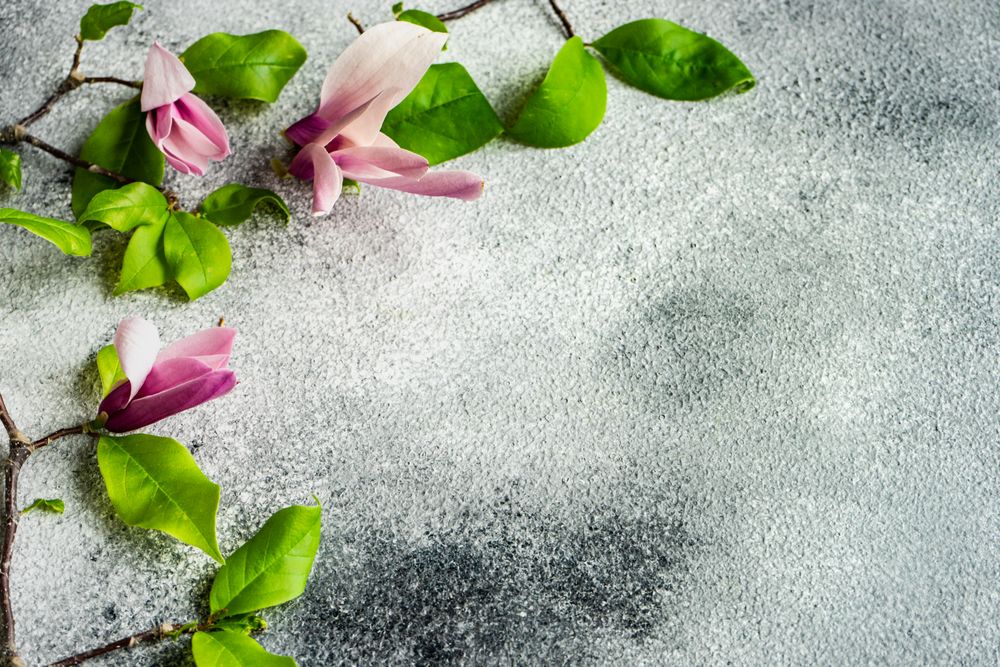 Floral frame with delicate magnolia blooming