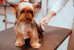 Closeup of charming dog on table in grooming salon