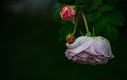 Blooming pink flowers in a garden