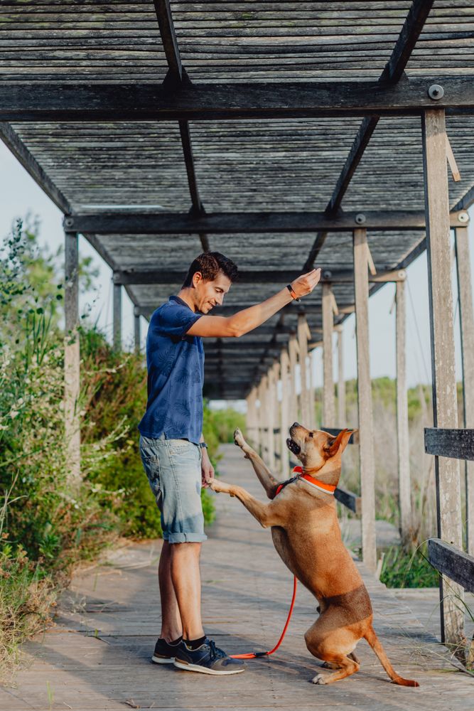 Happy adult man playing with dog at countryside