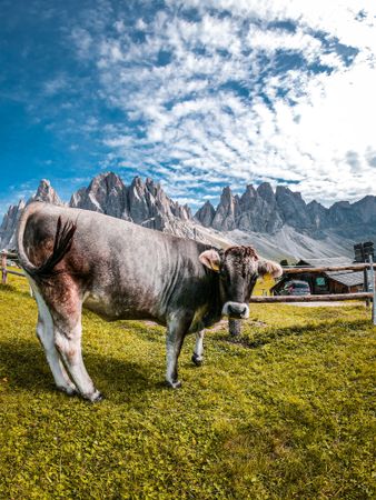 Cow on green grass field