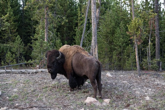 An American bison in Yellowstone National Park